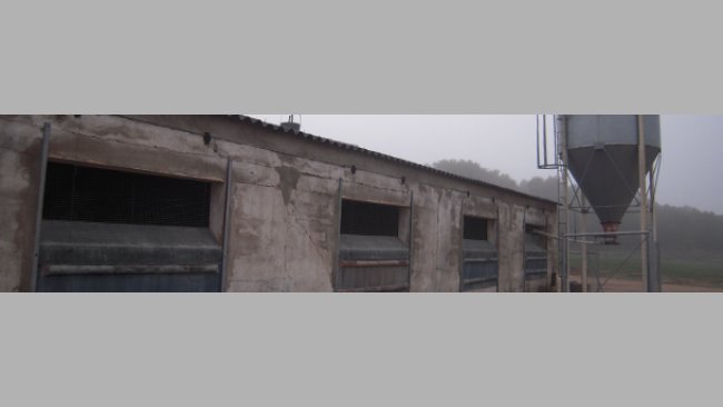 Ein Schweinezuchtbetrieb