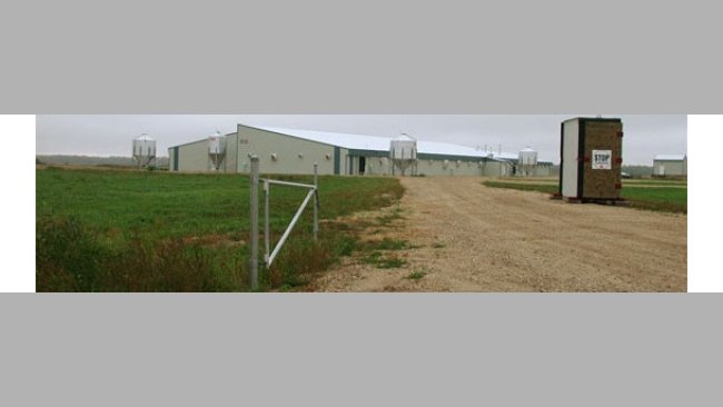 Eliminierung des PRRS-Virus