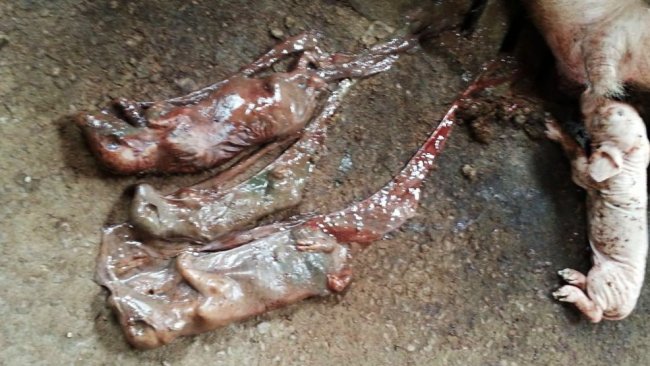 Mumifizierte Föten verschiedenster Größe aufgrund des Parvovirus und verfrühte Geburten aufgrund von PRRS im Sauenstall