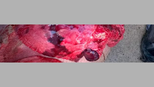 Bei der Sektion festgestellte Läsionen, die zu Enzootischer Pneumonie, Influenza, PRRS und anderen bakteriellen Infektionen passen.