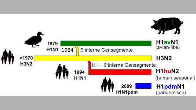 Abbildung 1: Geschichte und Ursprung porziner Influenza-A-Viren (IAV), die derzeit in Europa zirkulieren. Es ist festzustellen, dass keines dieser porzinen Influenza-A-Viren aus Schweinebeständen stammte.