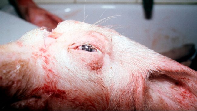 Abbildung 2: Geschwollene Augen bei einem betroffenen Schwein