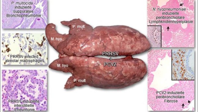 Lunge eines an PRDC leidenden Schweines