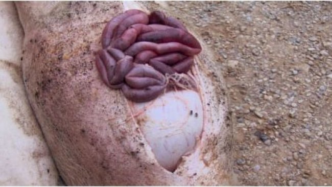 Sektion eines Tieres mit einem Magengeschwür