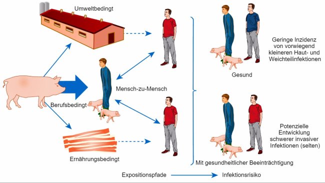Konzeptionelles Modell der Expositionspfade und Risiken für eine Infektion mit dem Nutztier-assoziierten Keim Staphylococcus aureus