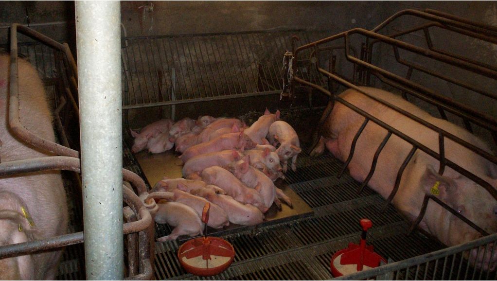 Abbildung 2: Abferkelstall mit entfernten Trennw&auml;nden
