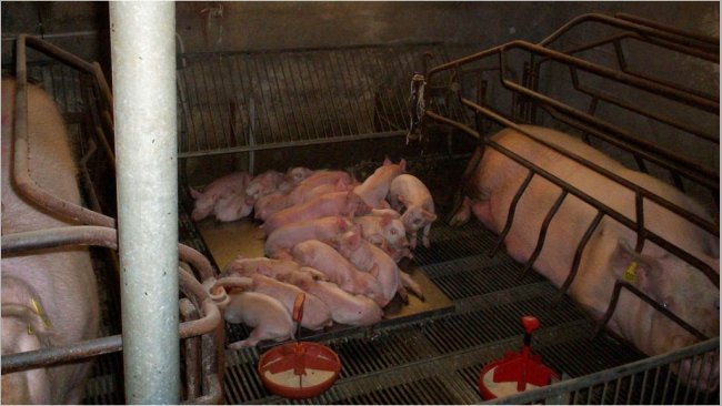 Abbildung 2: Abferkelstall mit entfernten Trennwänden