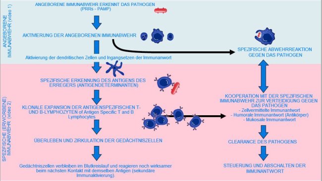 Abbildung 1. Beginn, Aktivierung und weitere Entwicklung der angeborenen und spezifischen Immunabwehr gegenüber einem Pathogen.