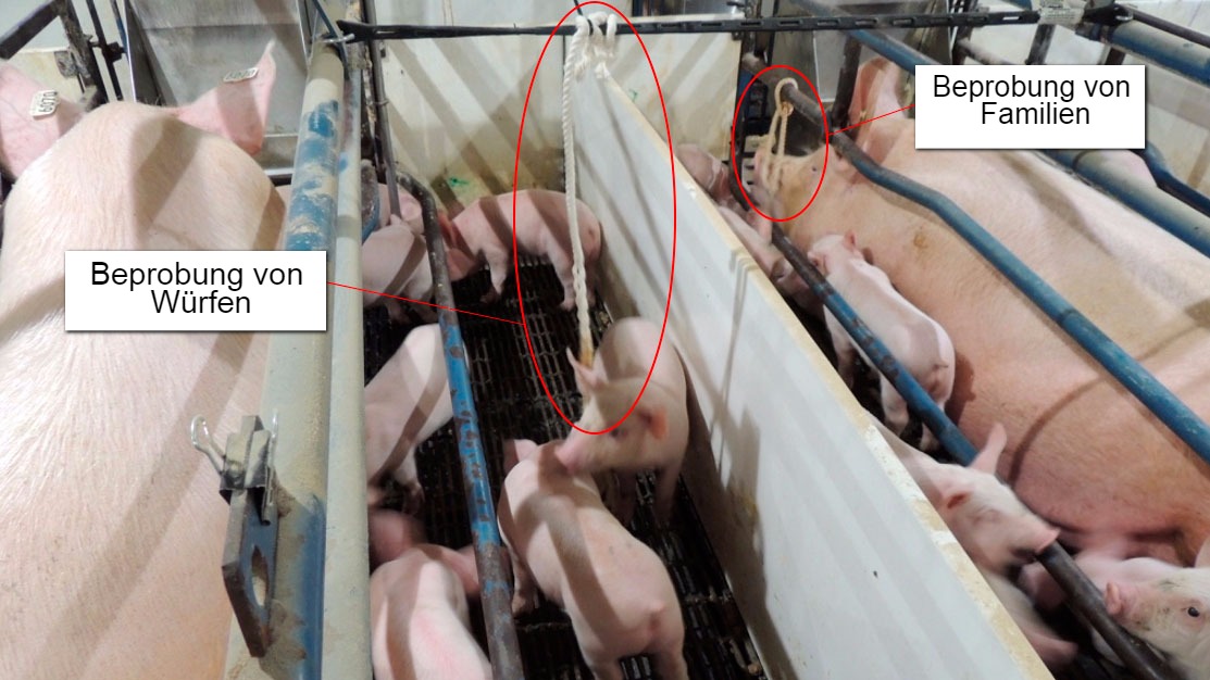 Abbildung 1: Beprobung von W&uuml;rfen (nur die Ferkel erhalten einen Baumwollstrick) und Beprobung von Familien (sowohl die Sauen als auch die Ferkel erhalten einen Baumwollstrick)
