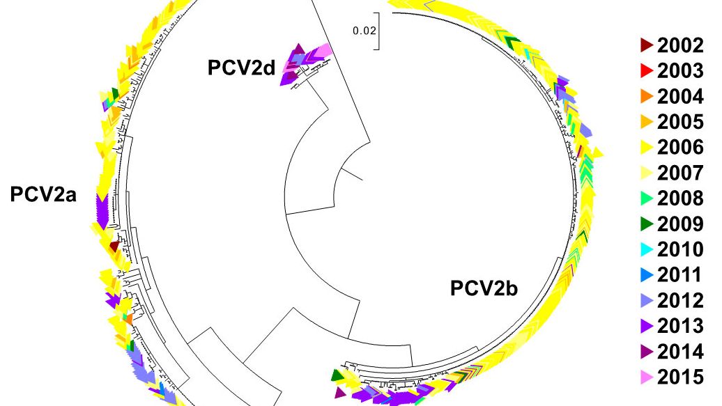 Abbildung 2. Phylogenetisches Baumdiagramm der maximalen Wahrscheinlichkeit: Die 729 ORF2-Sequenzen der PCV2-Datenbank des UMN-VDL sind je nach Jahr farblich gekennzeichnet. Die Genotypen sind vermerkt.

