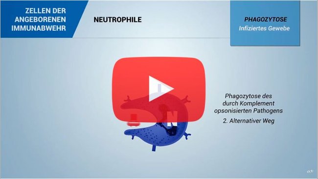 Immunsystem und Immunität beim Schwein: Die Immunzellen