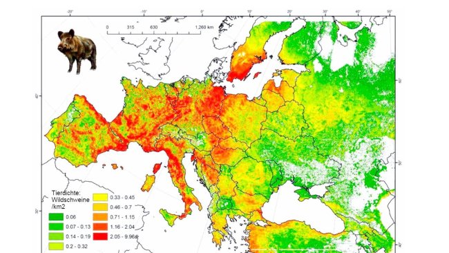 Abbildung 2: Geschätzte Eberpopulation in Europa. Quelle: FAO-ASFORCE, Mai 2015