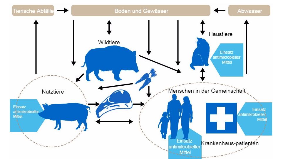 Ablaufdiagramm zu den Determinanten der Antibiotikaresistenz bei den einzelnen Reservoirs: Die Bereiche, in denen Antibiotika verabreicht werden, sind blau markiert. http://www.effort-against-amr.eu/

&nbsp;

&nbsp;
