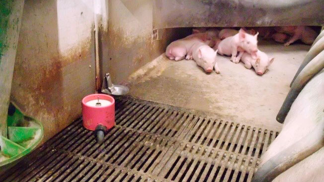 Welche Rolle wird k&uuml;nstliche Milch spielen? Dies ist eine der derzeitigen Debatten und, obwohl sich unsere Fachleute einig sind, dass diese Frage in Zukunft eine Rolle spielen wird, sind sie immer noch nicht &uuml;berzeugt vom Einsatz k&uuml;nstlicher Milch als Verfahren, auf das man sich verlassen kann.
