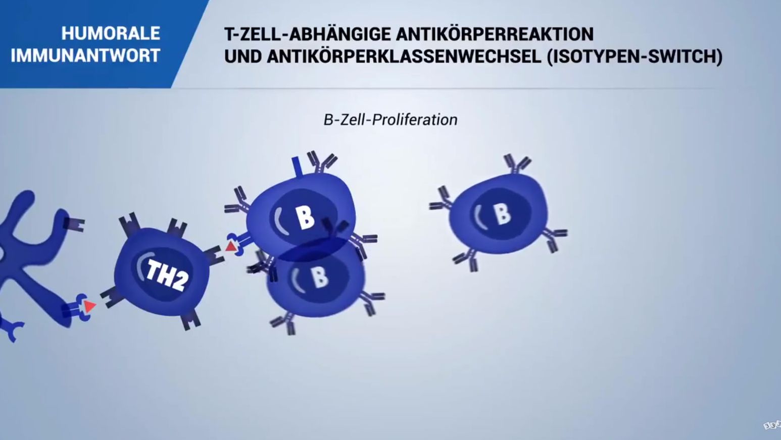 Humorale-immunantwort