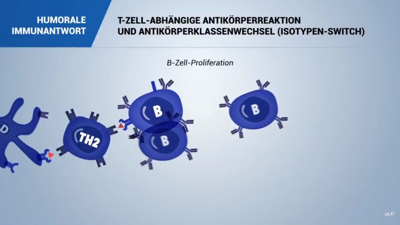 Humorale-immunantwort