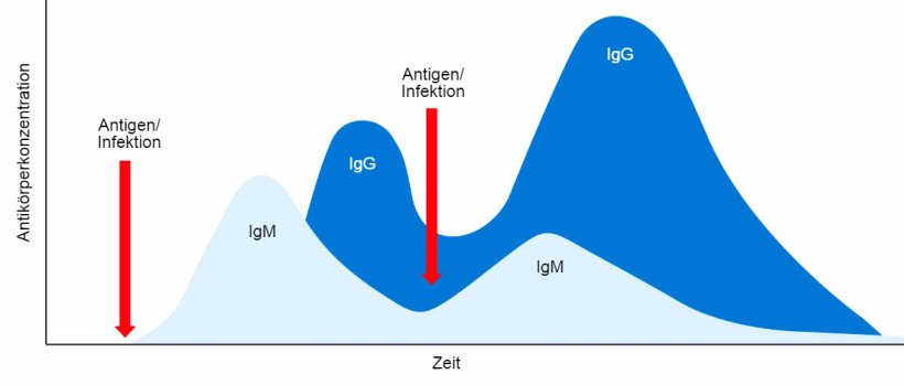 Abbildung 1: Isotyp-Switch sowie prim&auml;re und sekund&auml;re Immunantwort bei Zweitkontakt mit demselben Antigen.
