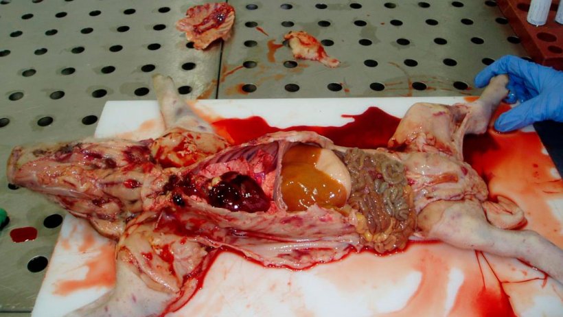 Abbildung 6: 7 Tage altes Ferkel: Hervorzuheben sind der blasse Tierkadaver und die großflächigen petechialen Blutungen in der Haut. Die Leber zeigt Gelbsucht. Alle Lymphknoten haben ein hämorrhagisches Erscheinungsbild.