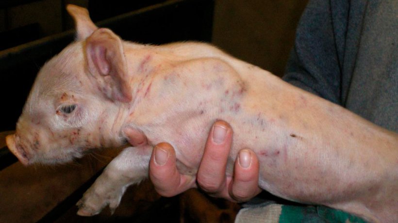 Abbildung 3: Kampfspuren und großflächige subepitheliale Blutungen bei einem 7 Tage alten Ferkel