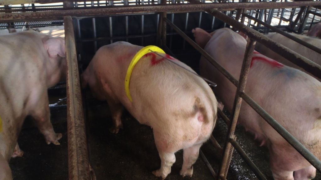 Schlecht entwickelter Eber: Er war zu jung, hatte sehr wenig Libido und legte sich schlafen, obwohl er rauschende Sauen vor sich hatte.
