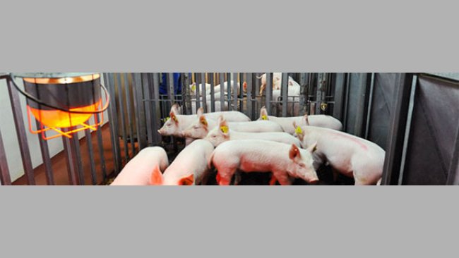 Dynamisches Populationsmodell