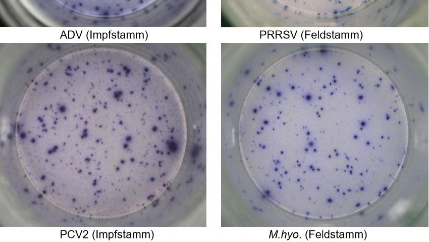 Abb. 1. IFN-&gamma; ELISPOT. Antigen-spezifische Reaktionen bei&nbsp;PBMC auf Schweinepathogene.&nbsp;ADV: Aujeszky-Virus; PRRSV: Porzines-reproduktives-und-respiratorisches-Syndrom-Virus; PCV2: porzines Circovirus Typ&nbsp;2; M. hyo.: Mycoplasma hyopneumoniae. Jeder Spot ist auf die&nbsp;IFN-&gamma;-Sekretion durch reaktivierte Ged&auml;chtnis-/Effektor-T-Lymphozyten zur&uuml;ckzuf&uuml;hren. In Klammern ist das zur Reaktivierung der Zellen in den Testplatten verwendete Pathogen angegeben.
