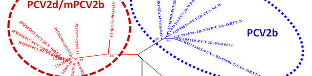 Beziehung zwischen den Hauptgenotypen von PCV-2 basierend auf ORF-2-Vergleich