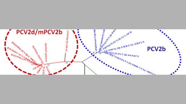Beziehung zwischen den Hauptgenotypen von PCV-2 basierend auf ORF-2-Vergleich