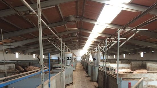 Geb&auml;ude f&uuml;r tr&auml;chtige Sauen mit in L&auml;ngsrichtung verlaufenden lichtdurchl&auml;ssigen Elementen
