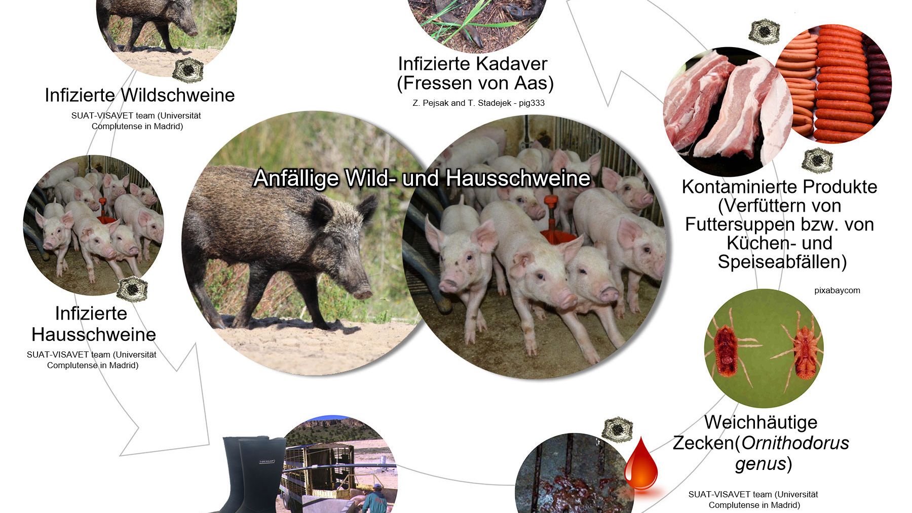 Abbildung 1: &Uuml;bertragungswege des Virus der afrikanischen Schweinepest inklusive direktem und indirektem Kontakt mit infekti&ouml;sen Tieren, ihren Produkten, Ausscheidungen/ Sekreten und/oder Blut, Kadavern, verschiedenen kontaminierten Infektionstr&auml;gern und biologischen Krankheits&uuml;bertr&auml;gern (eigene Arbeit).
