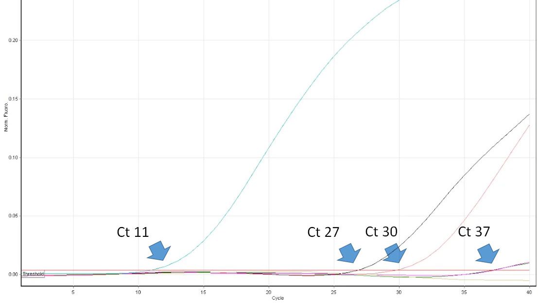 Abbildung 1: Der Schwellenwertzyklus (Ct-Wert) ist die erste Zyklusnummer der quantitativen Echtzeit-PCR, bei der Fluoreszenz festgestellt wird, was auf das Vorhandensein des entsprechenden Erregers in der Probe hinweist. Je niedriger der Ct-Wert, desto h&ouml;her ist die Menge des Krankheitserregers in der getesteten Probe. Sehr hohe Ct-Werte sind mit Vorsicht zu interpretieren, da sie trotz fehlender Ziel-DNA in der Probe aus dem spontanen Zerfall einer TaqMan-Sonde in den sehr sp&auml;ten Zyklen entstehen k&ouml;nnen.
