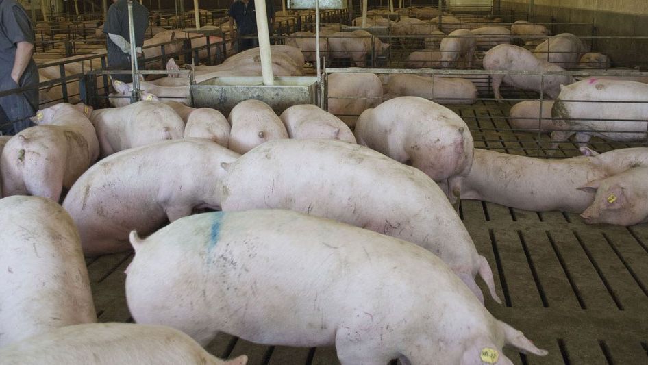 Bild 1: Jungsauenstall in Nordamerika. Bild mit freundlicher Genehmigung von Dr. Maria Jos&eacute; Clavijo.
