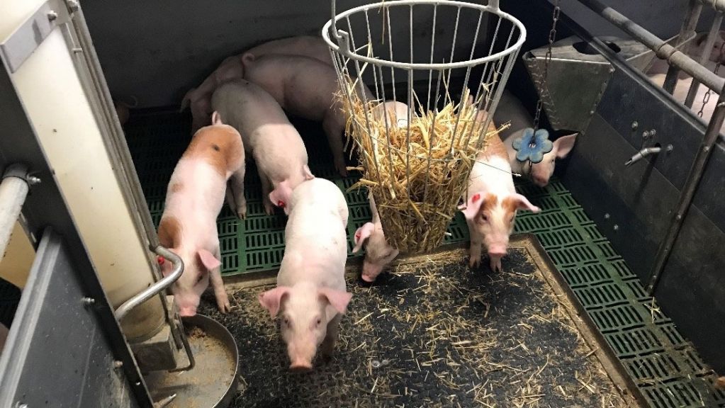 Bild 1: Nicht kupierte Schweine mit Besch&auml;ftigungsmaterial (Bild mit freundlicher Genehmigung von Inge B&ouml;hne)
