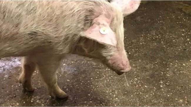 Abb. 1. Nasenausfluss + Fieber = Schweinegrippe