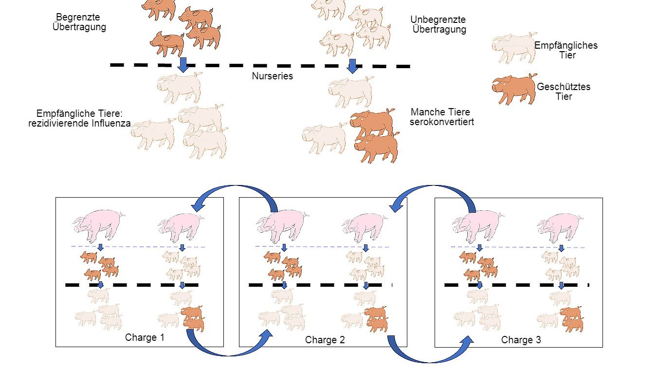 Abb.&nbsp;1: Die Verbreitung ist geringer bei Tieren, die einen besseren Immunschutz erhalten (Ferkel von multiparen Sauen), als bei Ferkeln von primiparen Sauen.&nbsp;In der Aufzuchtphase entwickeln Ferkel, die bei Vorhandensein einer gewissen Konzentration an&nbsp;maternalen Antik&ouml;rpern infiziert wurden, keine aktive Immunit&auml;t, sodass das Virus in der Lage ist, eine erneute Infektion und somit eine rezidivierende Influenza zu verursachen.&nbsp;Schlie&szlig;lich erleichtert auch die gleichzeitige Pr&auml;senz von verschiedenen Chargen von Tieren unterschiedlichen Alters die Verbreitung des Virus zwischen verschiedenen Produktionschargen, sodass es zur Perpetuierung der Infektion kommt.
