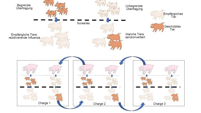 Abb. 1: Die Verbreitung ist geringer bei Tieren, die einen besseren Immunschutz erhalten (Ferkel von multiparen Sauen), als bei Ferkeln von primiparen Sauen. In der Aufzuchtphase entwickeln Ferkel, die bei Vorhandensein einer gewissen Konzentration an maternalen Antikörpern infiziert wurden, keine aktive Immunität, sodass das Virus in der Lage ist, eine erneute Infektion und somit eine rezidivierende Influenza zu verursachen. Schließlich erleichtert auch die gleichzeitige Präsenz von verschiedenen Chargen von Tieren unterschiedlichen Alters die Verbreitung des Virus zwischen verschiedenen Produktionschargen, sodass es zur Perpetuierung der Infektion kommt.