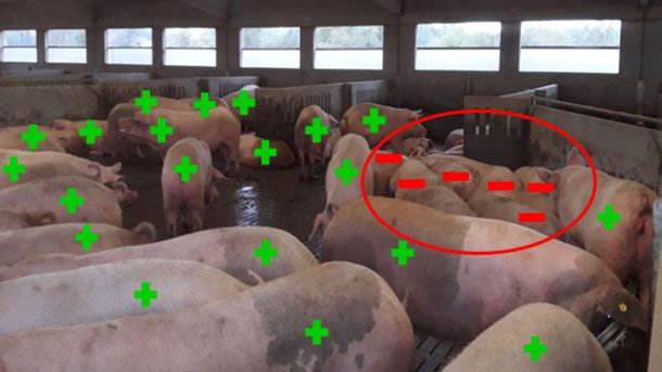 Abbildung 5: Beispiel von Diagnoseergebnissen der Tragzeit an Tag 33.
