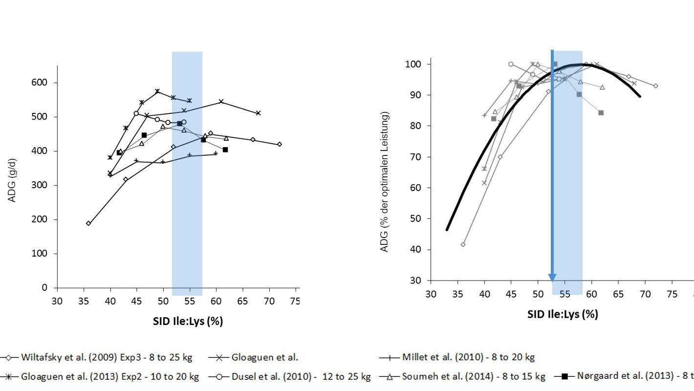 Abbildung 1: Ergebnisse des Ferkelwachstums aus verschiedenen Studien unter Ber&uuml;cksichtigung verschiedener Ile:Lys SID-Verh&auml;ltnisse. Das Wachstum wird als absoluter&nbsp; oder als prozentualer Wert bez&uuml;glich des optimalen Wachstums dargestellt. Quelle: Ajinomoto Animal Nutrition Europe
