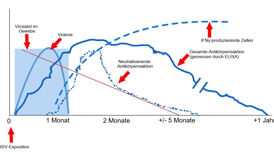 Grafik 1: Reaktion des Immunsystems auf eine mit dem PRRS-Virus infizierte Sau (L&eacute;pez and Osorio, 2004)
