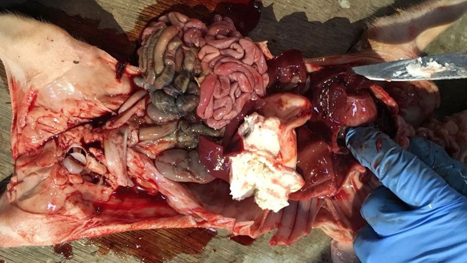 Abbildung 2: Vier Tage altes Ferkel mit H&auml;matoperitoneum &amp; H&auml;mothorax mit vollem Magen.
