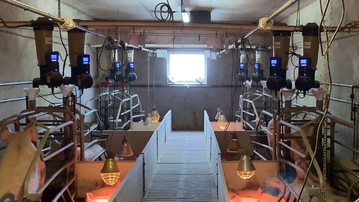 Foto 1: Elektronische Futterautomaten im Abferkelstall eines kommerziellen Betriebs.
