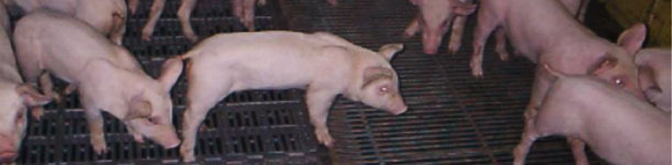 Apathische Ferkel mit Appetitlosigkeit w&auml;hrend der Bestandsuntersuchung