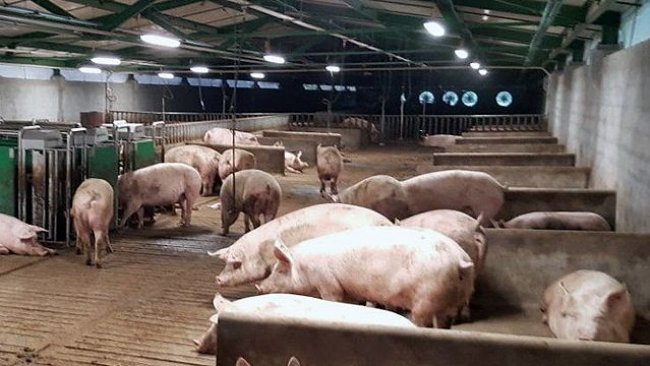 Schweinehaltungsbetrieb