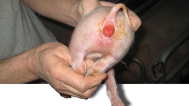 Typische Rötung der Vulva durch Zearalenon während der Laktation und Anzeichen von Durchfall durch coliforme Keime.