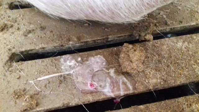 Foto 1: Absto&szlig;ung von Embryonen
