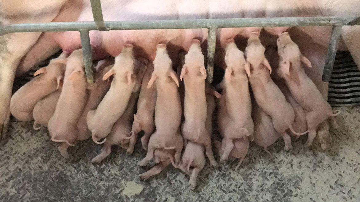 Stimulierung der Milchproduktion der Sau
