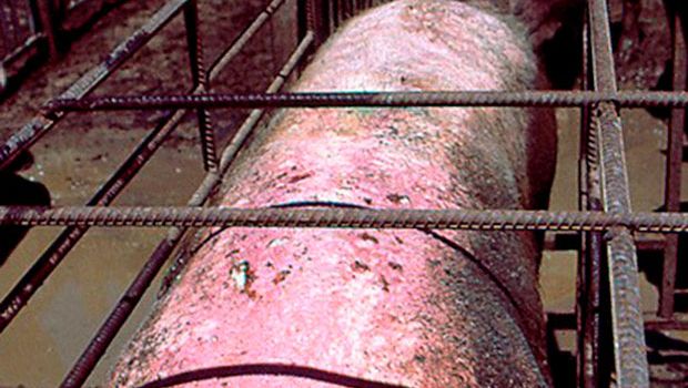 Sau mit sonnenverbrannter Haut
