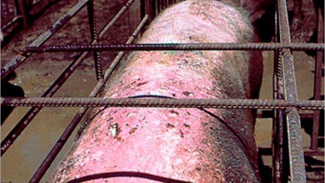 Sau mit sonnenverbrannter Haut