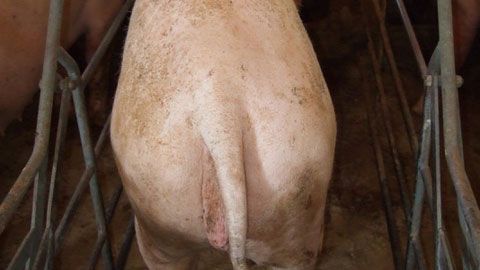 Sau mit schlechtem K&ouml;rperzustand
