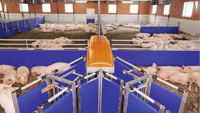 Schweinemast mit TriSort: ständige Gewichtskontrolle und arbeitssparende Selektion